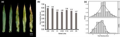 Genome-wide association and genomic prediction for resistance to southern corn rust in DH and testcross populations